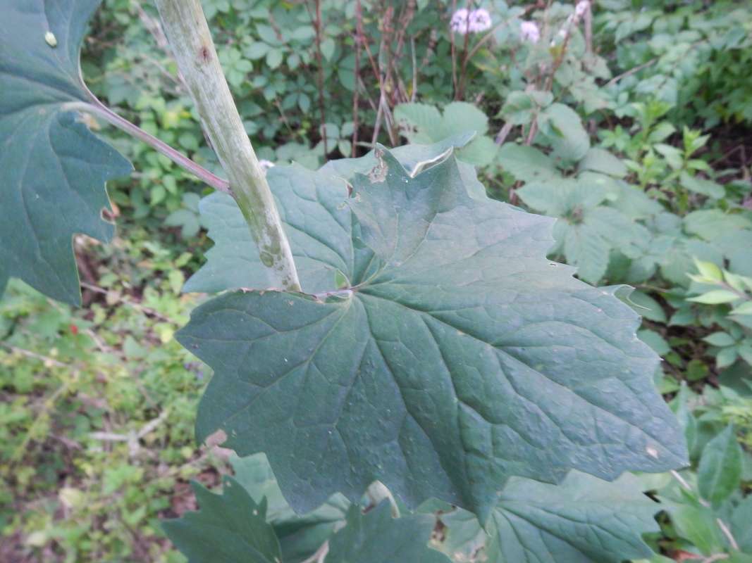 Leaf<br>(Location of Picture: Hickory Grove, Il. USA, July 2014)