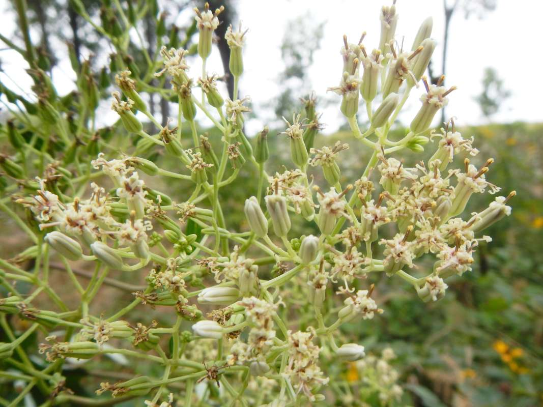 Flowers - Side View<br>(Location of Picture: Hickory Grove, Il. USA, July 2014)