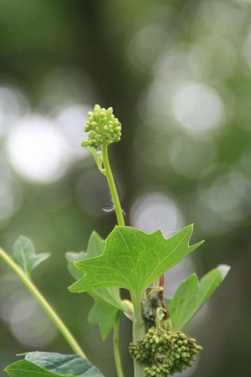 Buds<br>(Location of Picture: Hickory Grove, Il. USA, July 2014)