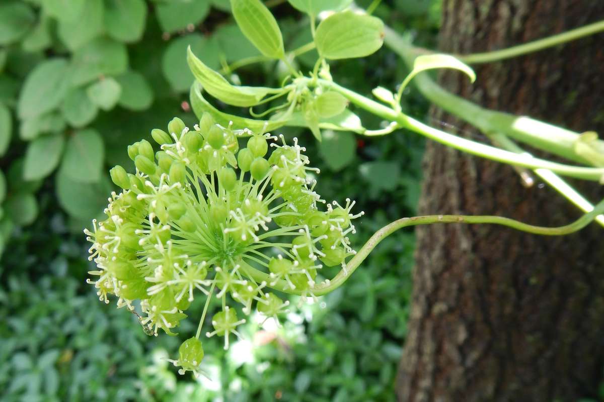 Flower Head - Close View<br>(Location of Picture: Cary, Illinois, June 2014)