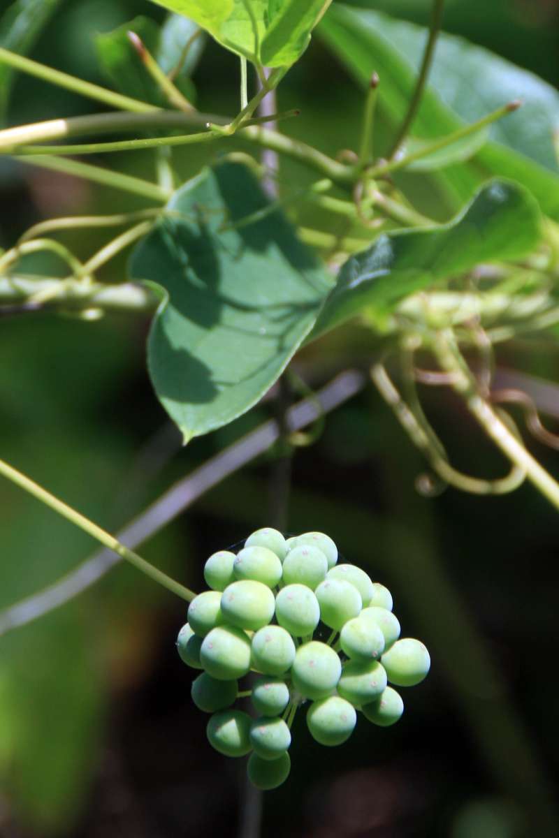 Young Fruits<br>(Location of Picture: Cary, Illinois, June 2014)