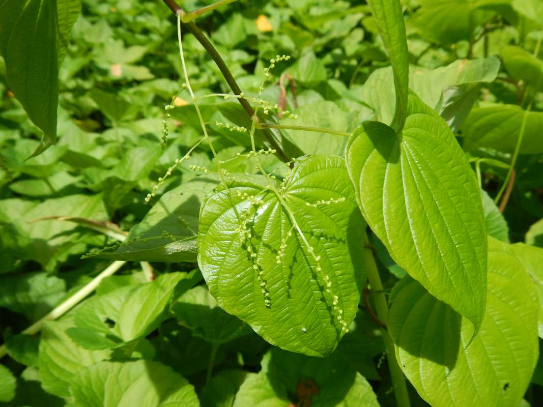Leaf<br>(Location of Picture: Cary, Illinois, July 2014)