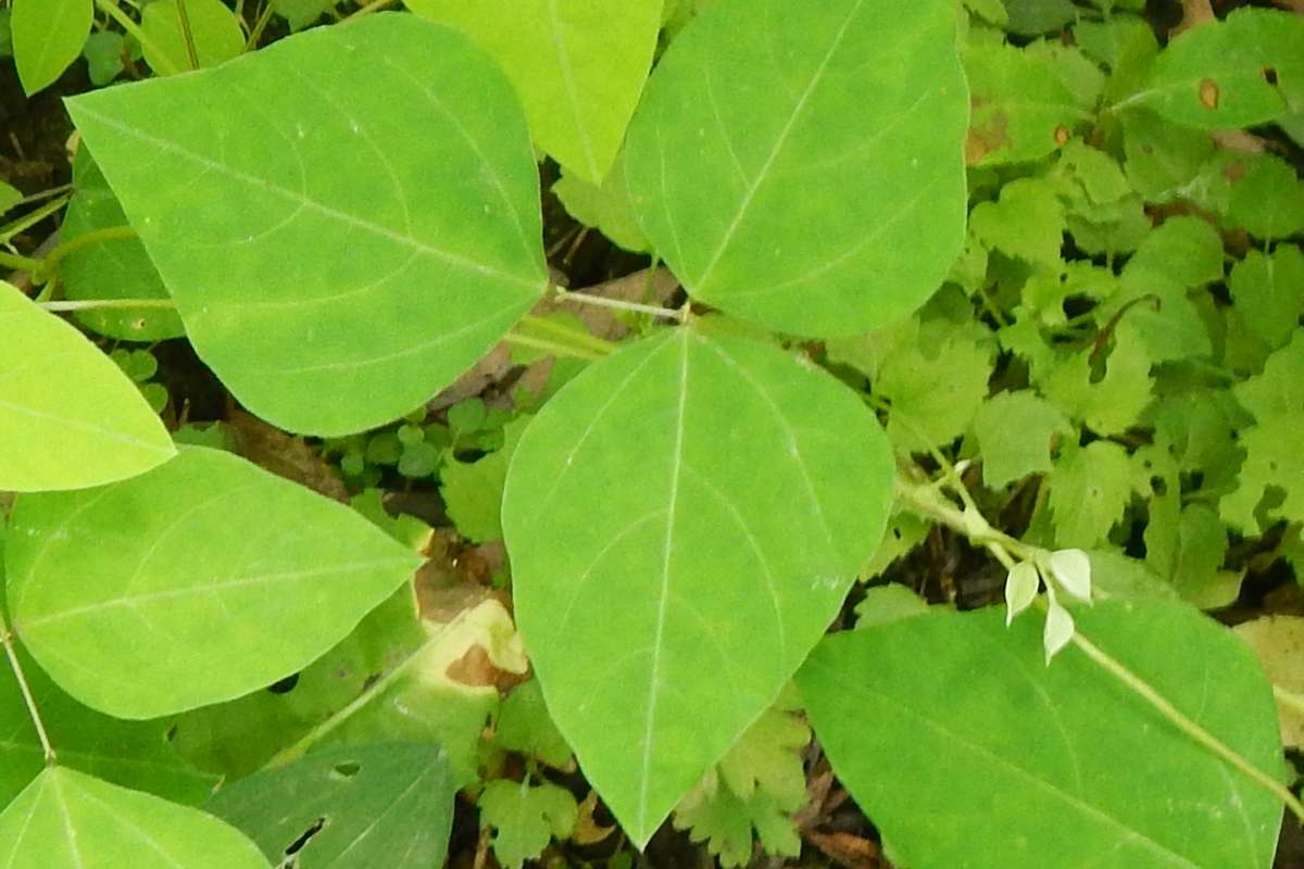 Leaf<br>(Location of Picture: Cary, Illinois, August 2014)