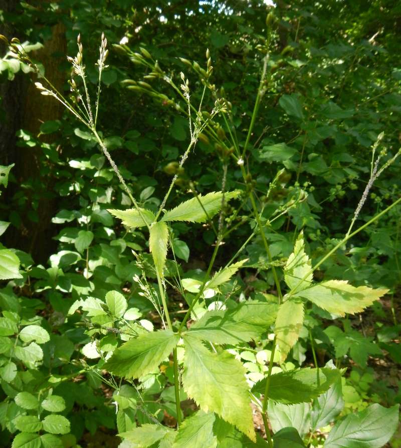 Top of Plant in Bloom