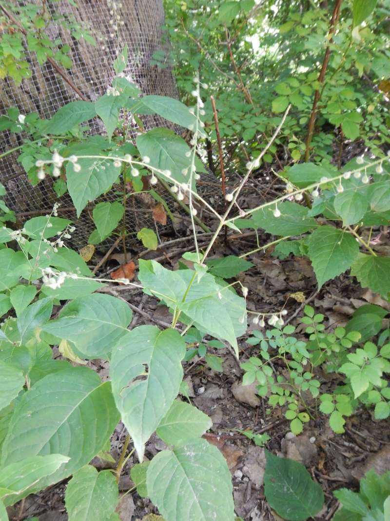 Habitat View<br>(Origin of the Specimen: Cary, Illinois, July 2014)