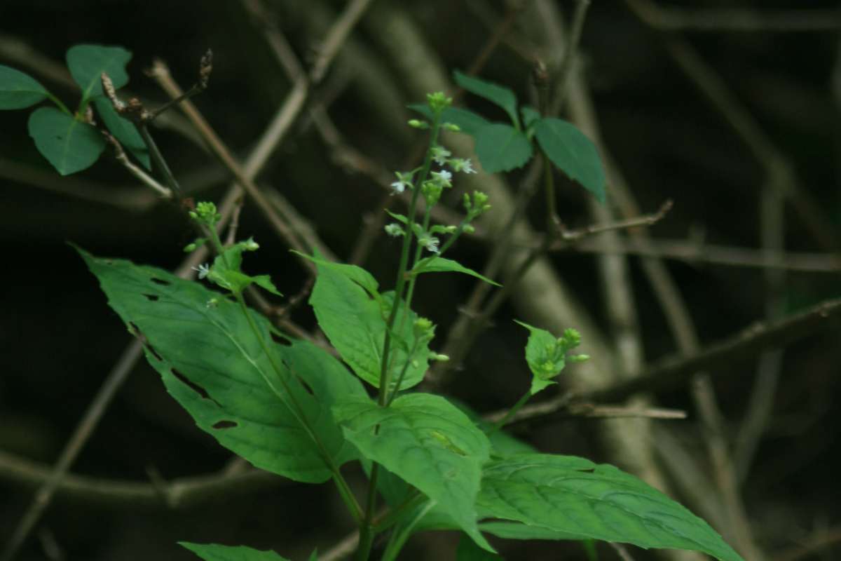 Top of Plant in Bloom<br>(Origin of the Specimen: Cary, Illinois, July 2014)