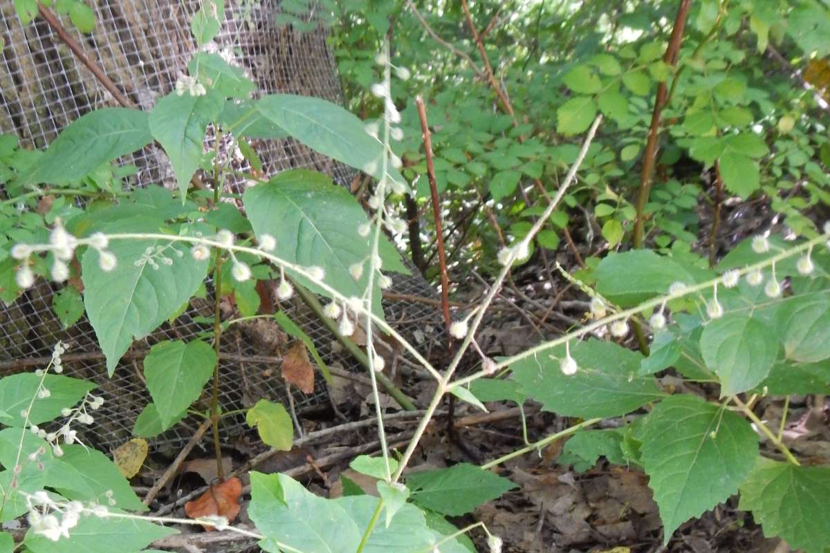 Seeds<br>(Origin of the Specimen: Cary, Illinois, July 2014)