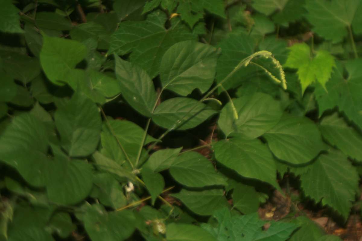 Habitat<br>(Location of Picture: Hollows, Cary, Illlinois, July 2014)