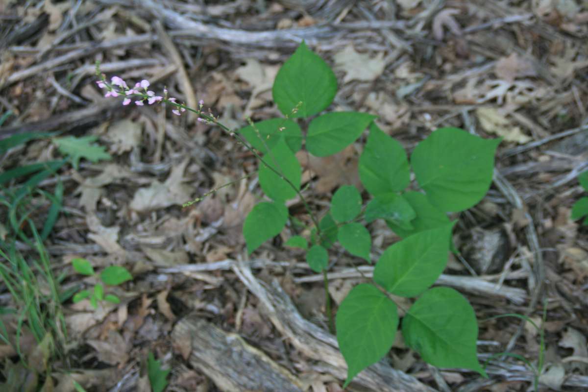 Top of Plant in Bloom<br>(Location of Picture: Hollows, Cary, Illlinois, July 2014)
