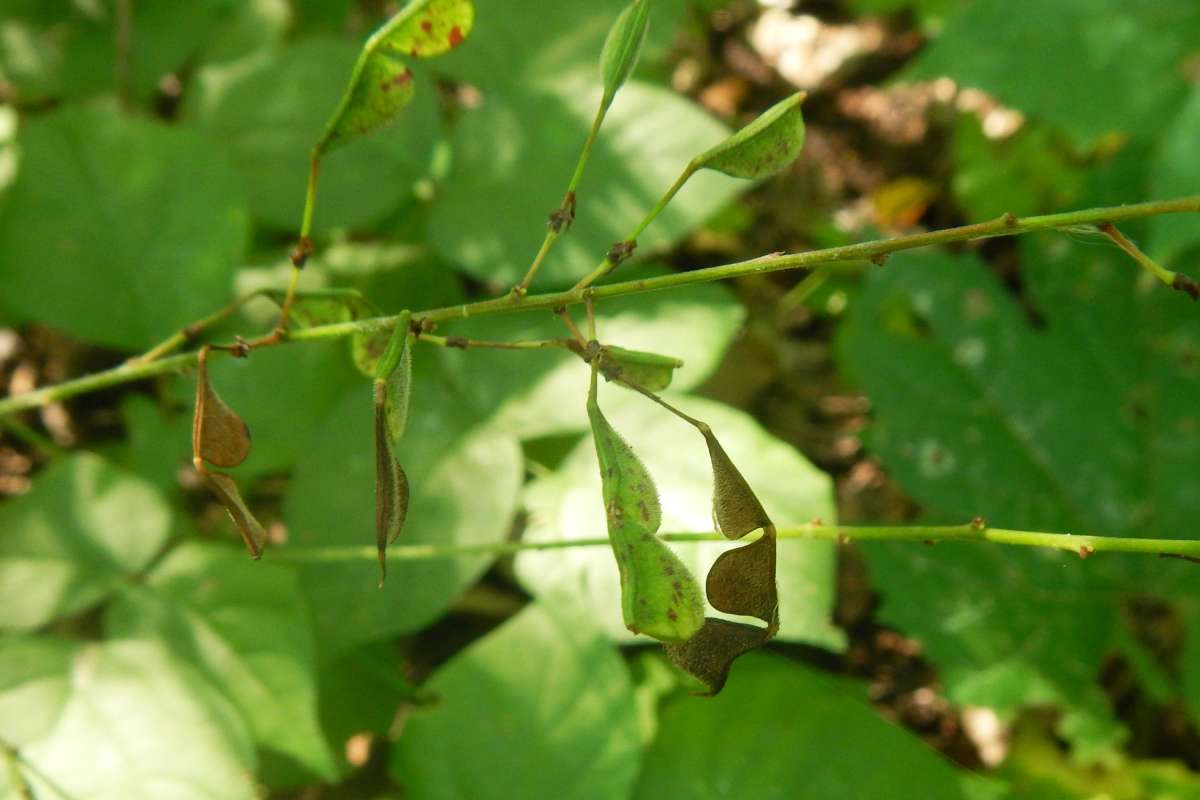 Pods<br>(Location of Picture: Hollows, Cary, Illlinois, July 2014)