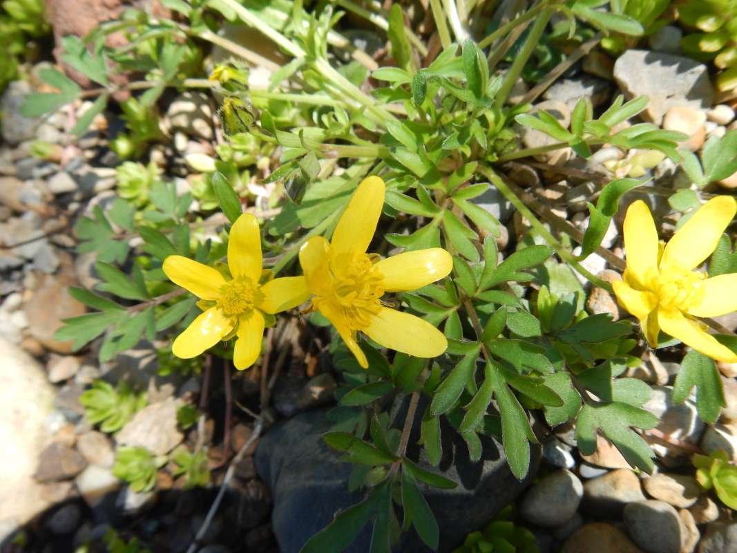 Top of Plant in Bloom<br>(Location of Picture: Cary, Illinois, Aprl 2014)