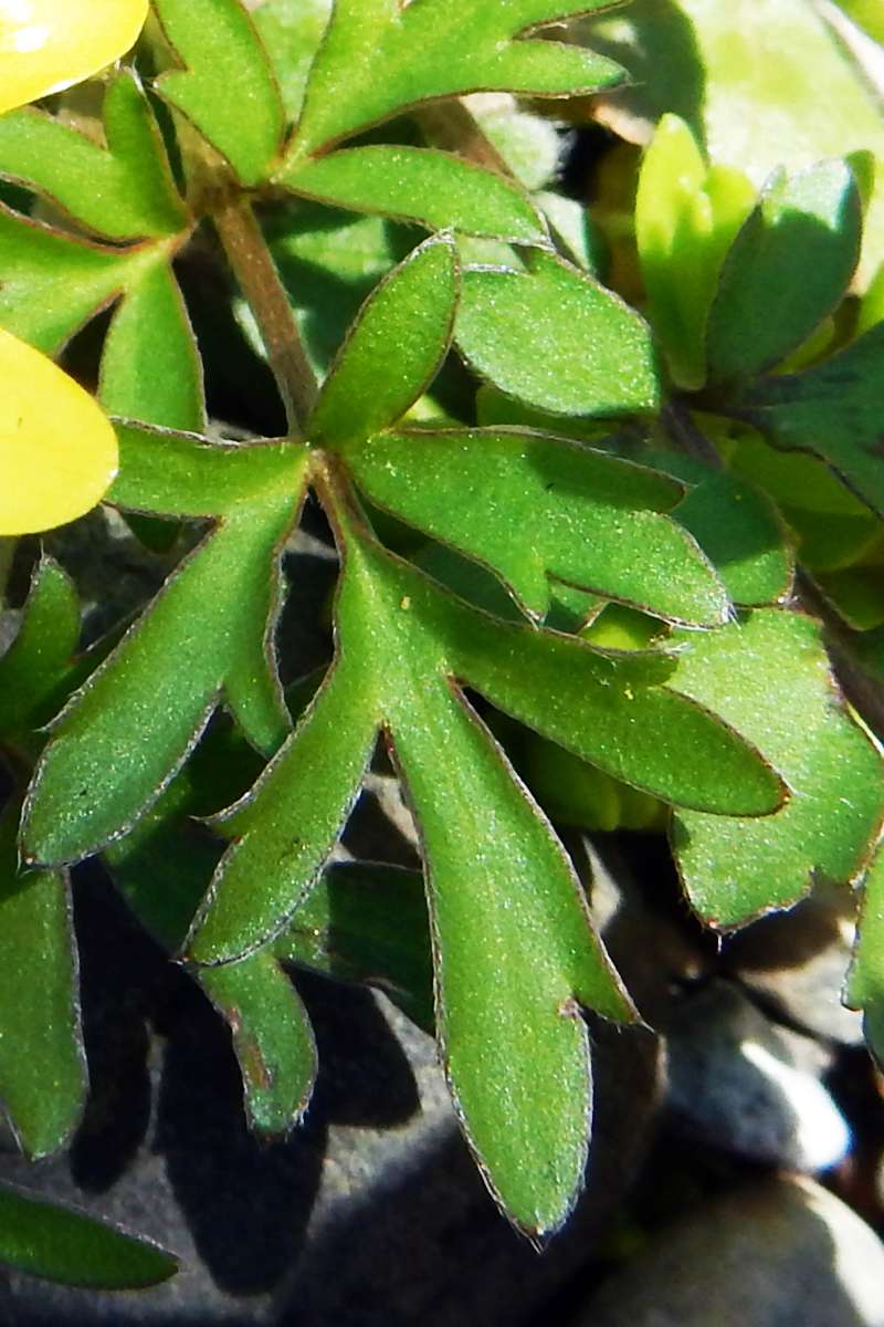 Leaf<br>(Location of Picture: Cary, Illinois, Aprl 2014)