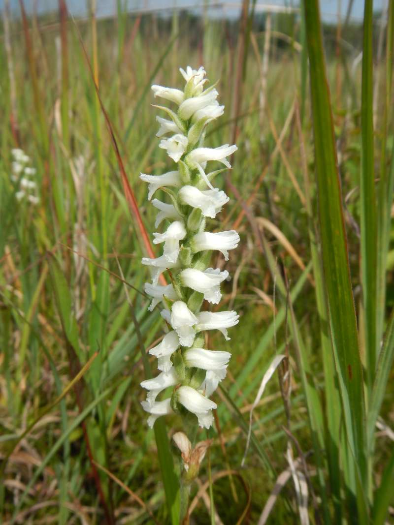 Top of Plant in Bloom<br>(Location of Picture: Hollows, Cary, Illinois, Aug 2014)