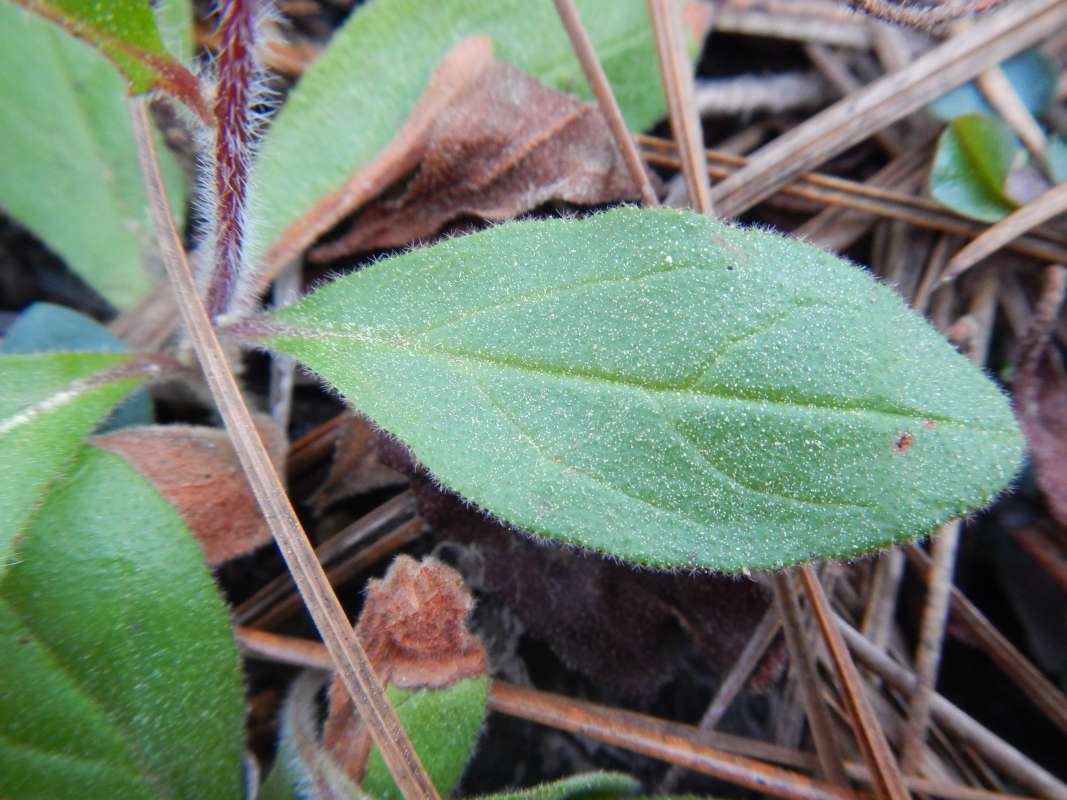 Leaf<br>(Location of Picture: Torrewya SP, Florida, March 2014)