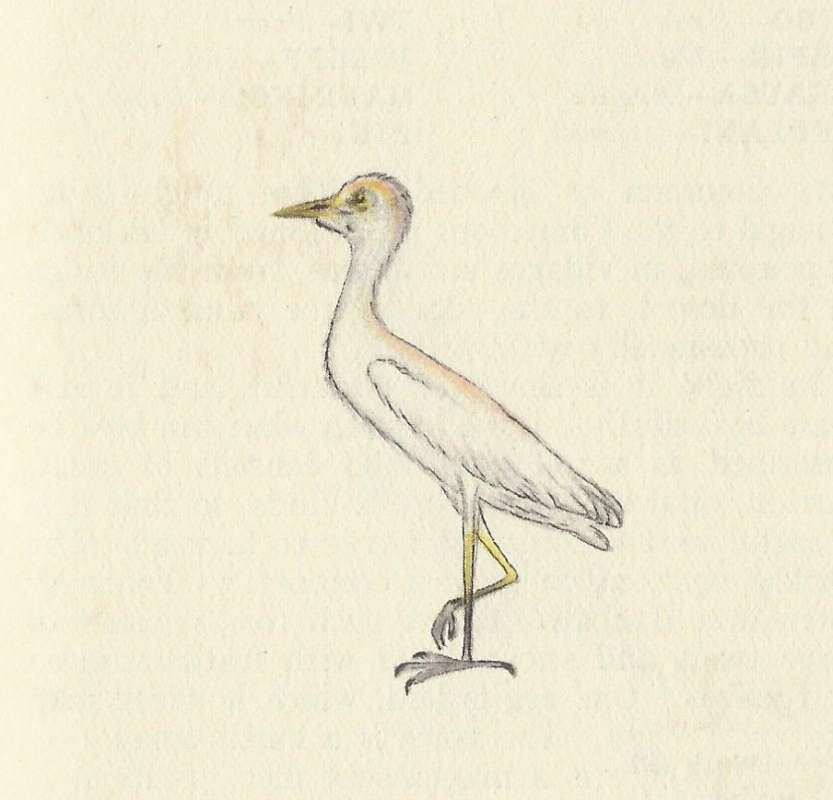 Nigeria form<br>(Origin of the Specimen: Painting)