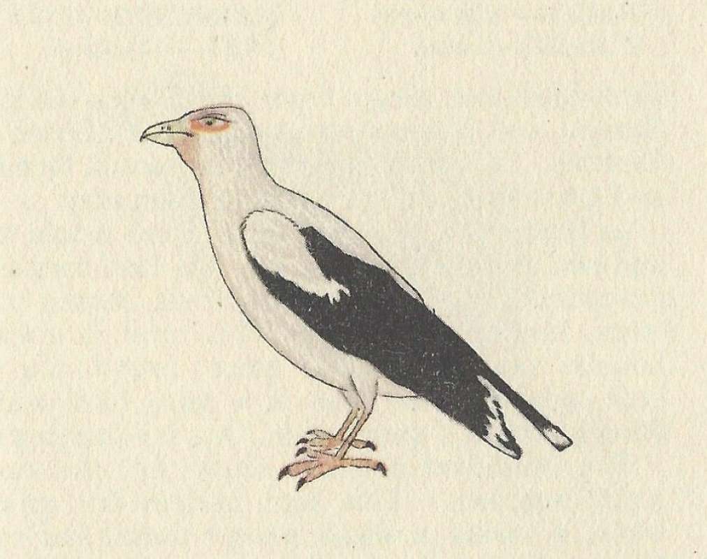 Side View<br>(Origin of the Specimen: Painting)
