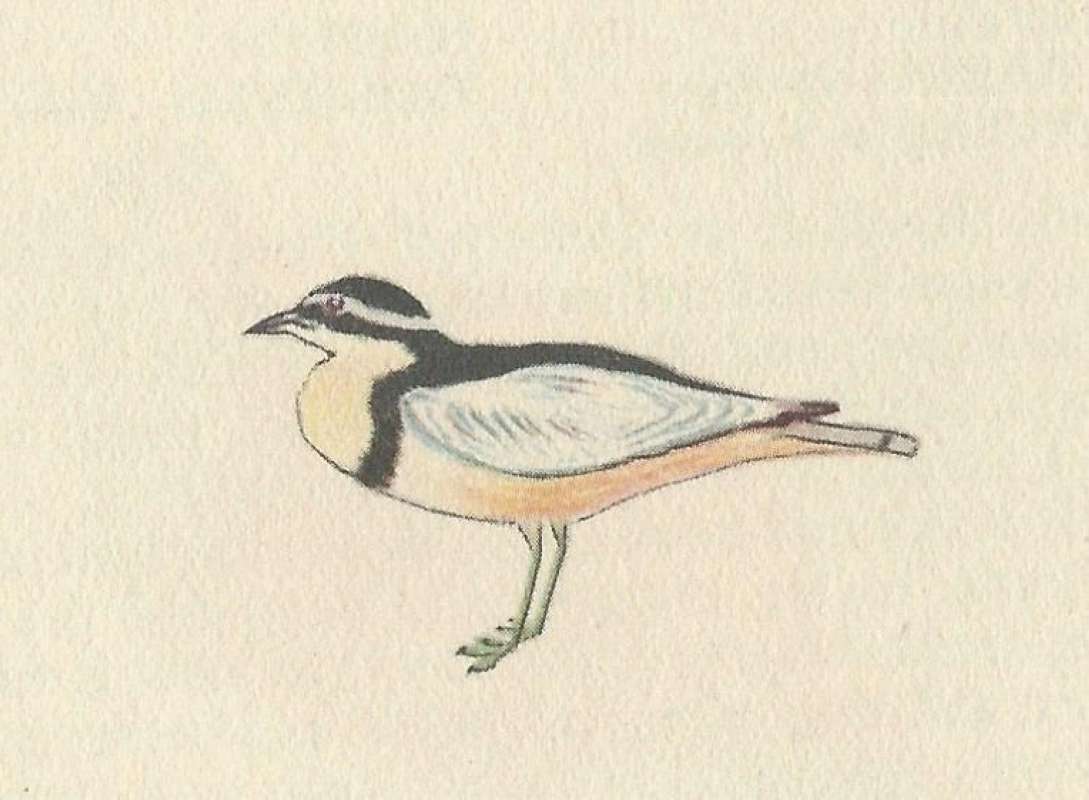 Side View Standing<br>(Origin of the Specimen: Painting -)