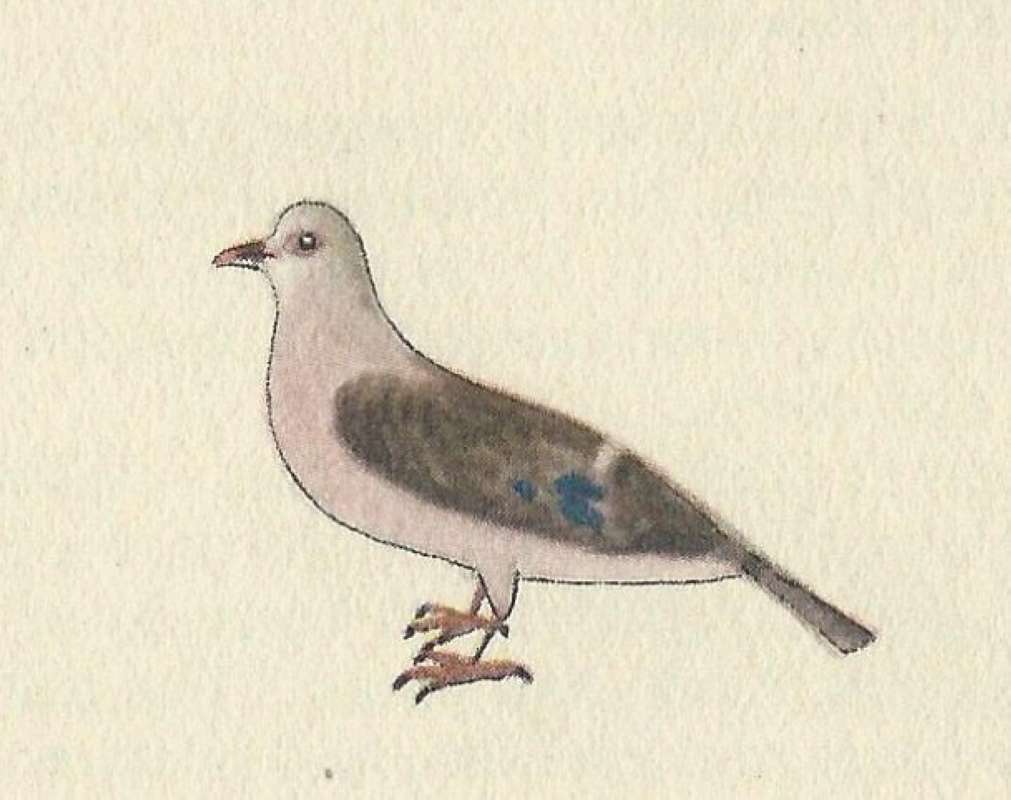 Standing - Side View<br>(Origin of the Specimen: Painting - Fairbairn)