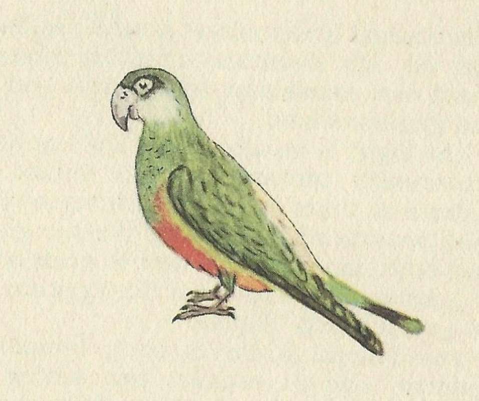 Side View<br>(Origin of the Specimen: Painting - Fairbairn)