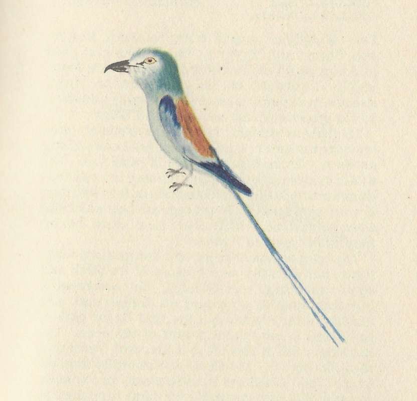 Side View - Perched<br>(Origin of the Specimen: Painting - Fairbairn)