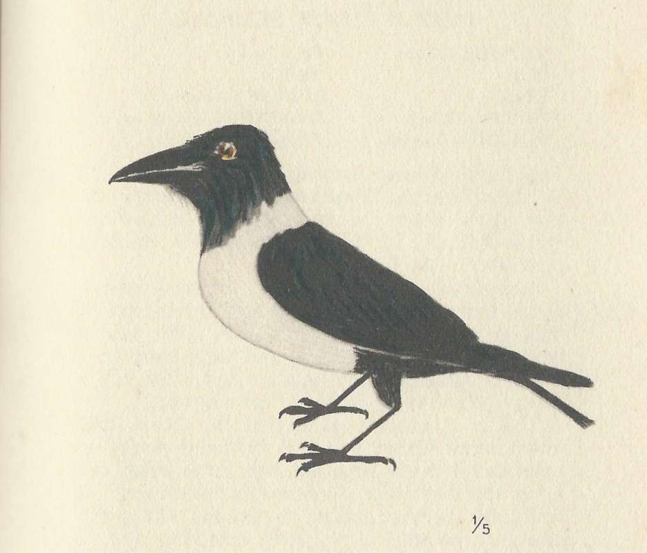 Perched - Side View<br>(Origin of the Specimen: Painting - Fairbairn)