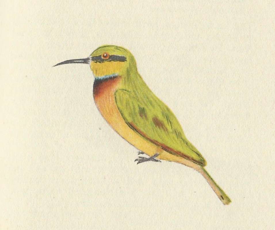 Side View - Standing<br>(Origin of the Specimen: Painting - Fairbairn)
