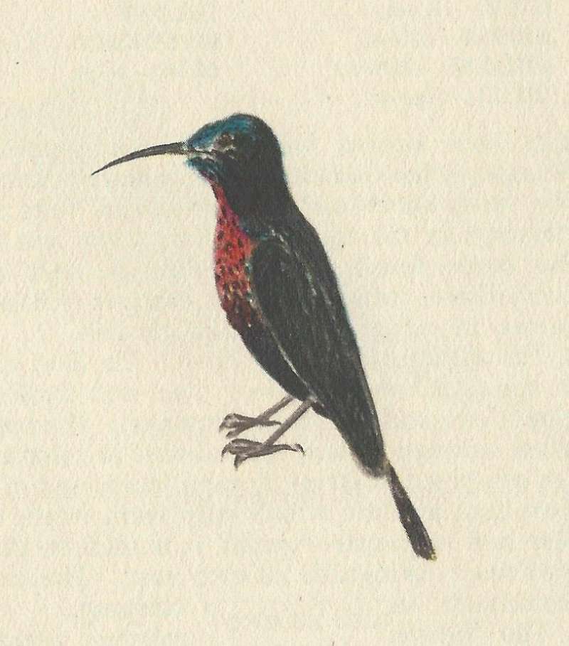 Standing - Side View<br>(Origin of the Specimen: Painting - Fiarbairn)