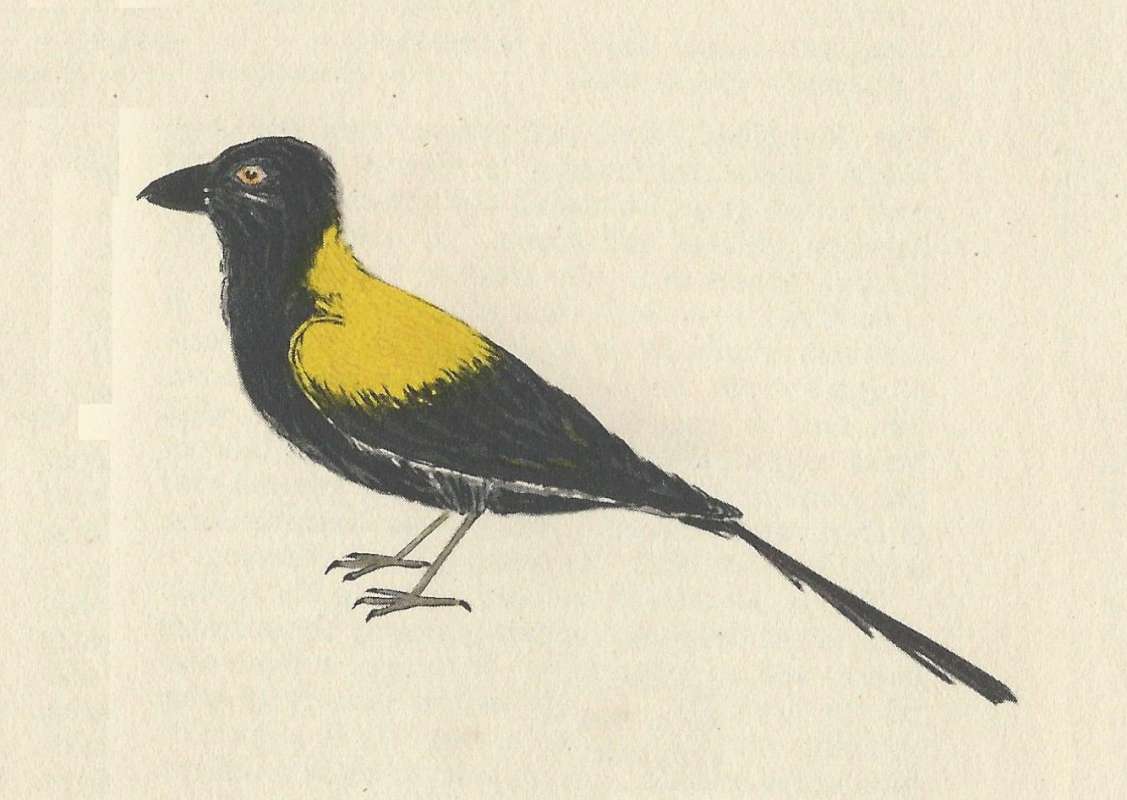 Standing - Side View<br>(Origin of the Specimen: Painting - Fairbairn)