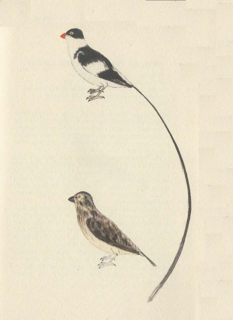 Pair - Breeding Male Above, Female Below<br>(Origin of the Specimen: Painting - Fairbarn)