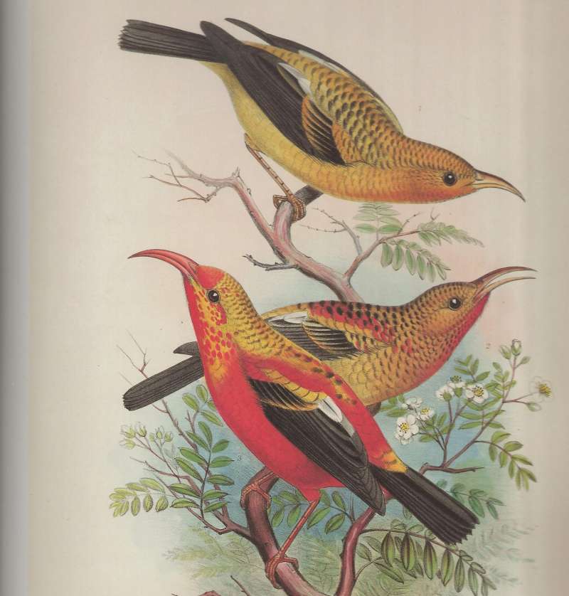 Immature Birds