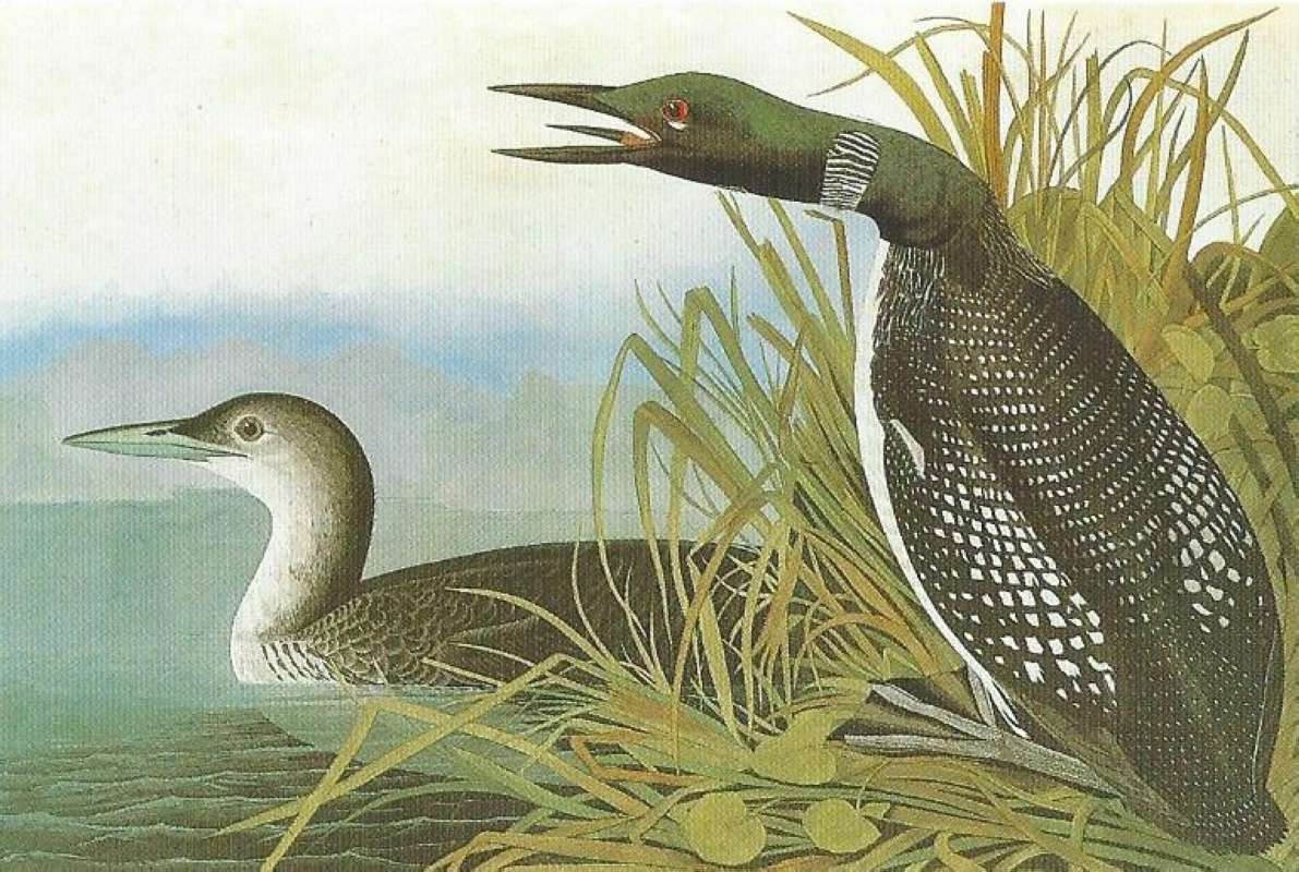 Alternate Artist<br>(Origin of the Specimen: Painting - Audubon)
