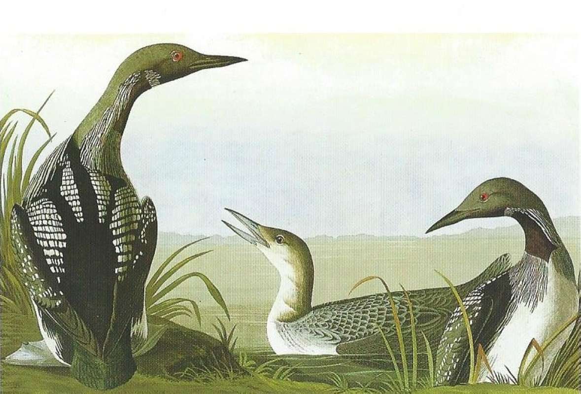 Alternate Artist<br>(Origin of the Specimen: Audubon Painting)