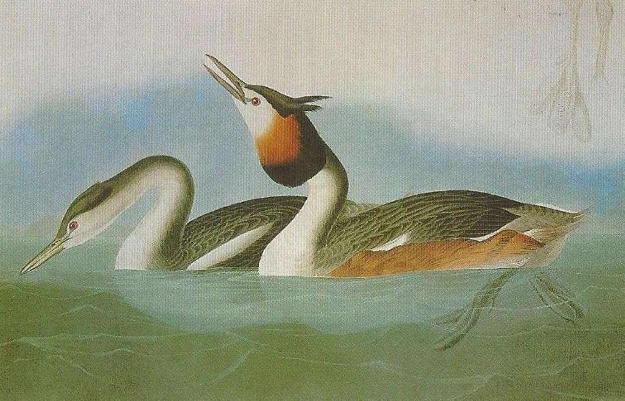Alternate Artist<br>(Origin of the Specimen: Audubon Painting)