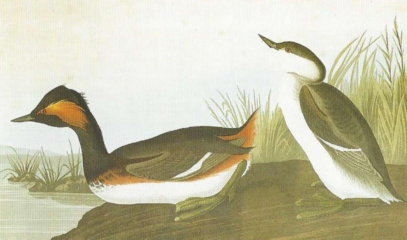 Alternate Artist<br>(Origin of the Specimen: Audubon Painting)