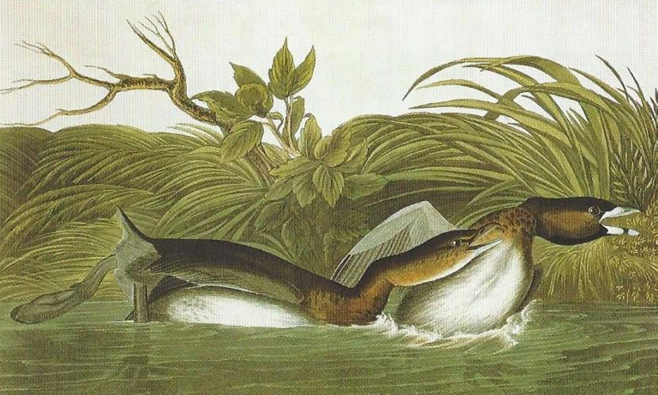 Alternate Arrtist<br>(Origin of the Specimen: Audubon Painting)