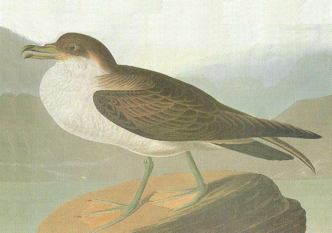 Alternate Artist<br>(Origin of the Specimen: Audubon Painting)