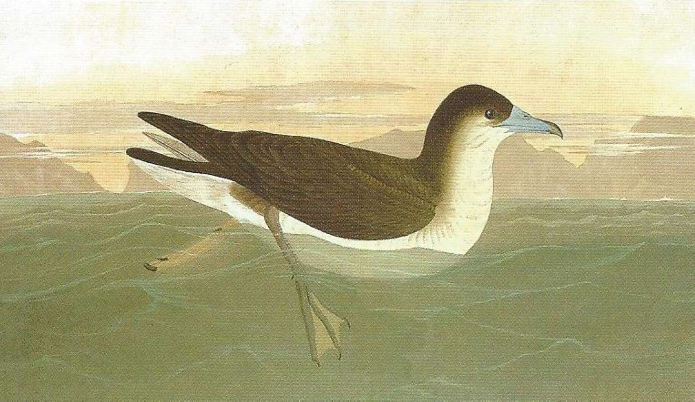 Alternate Artists<br>(Origin of the Specimen: Audubon Painting)