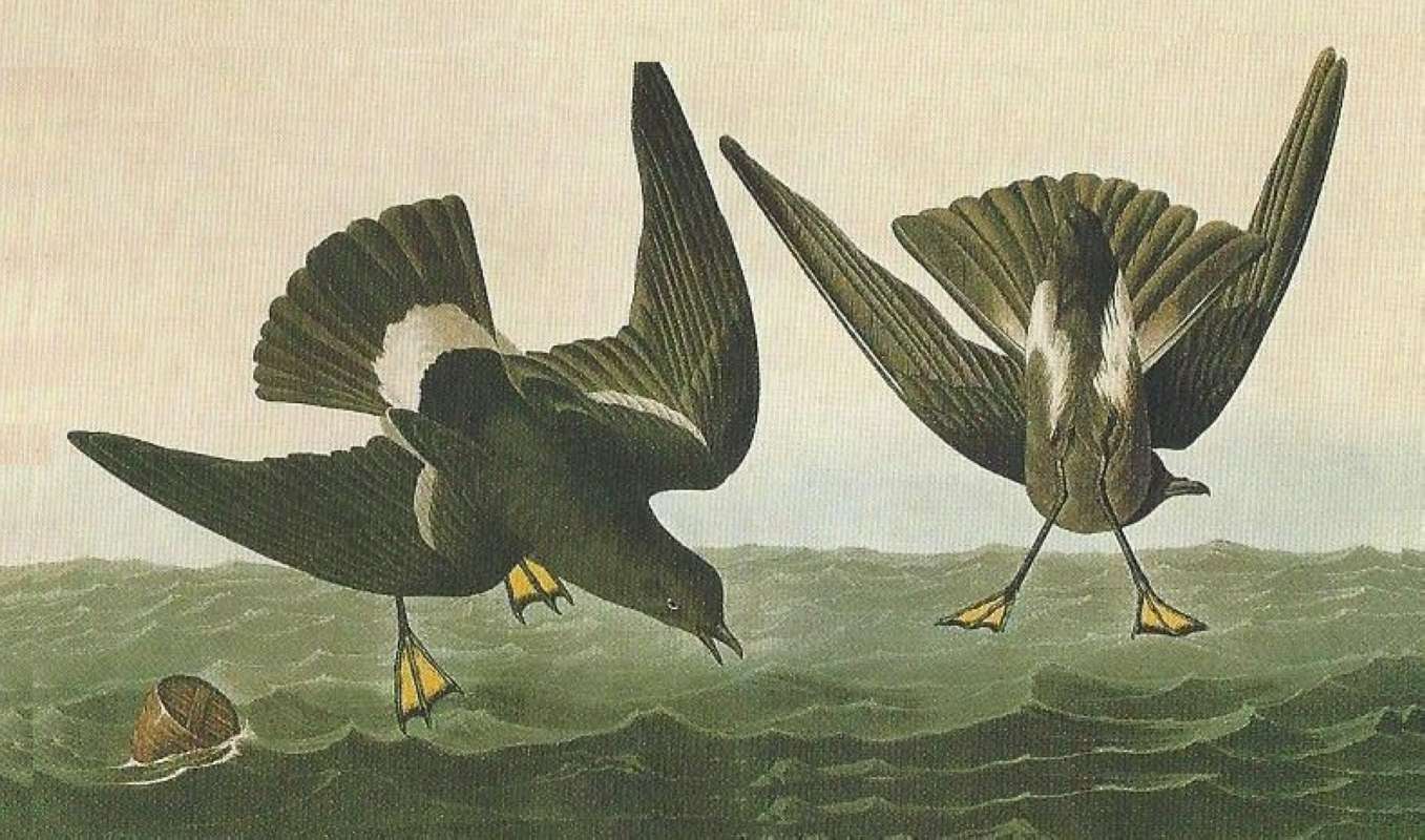 Alternate Artist<br>(Origin of the Specimen: Audubon Painting)
