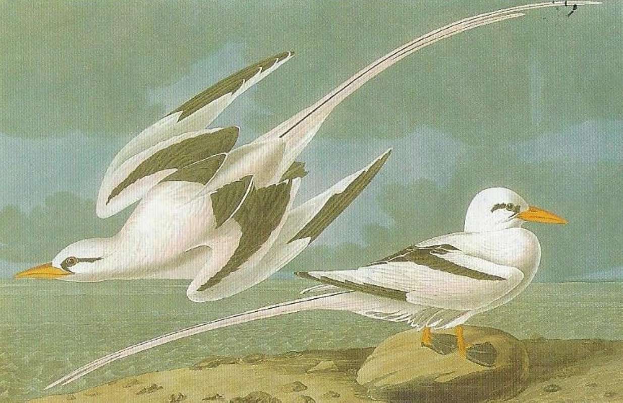 Male Flying - Female Standing - Alternate Artist<br>(Origin of the Specimen: Audubon Painting)