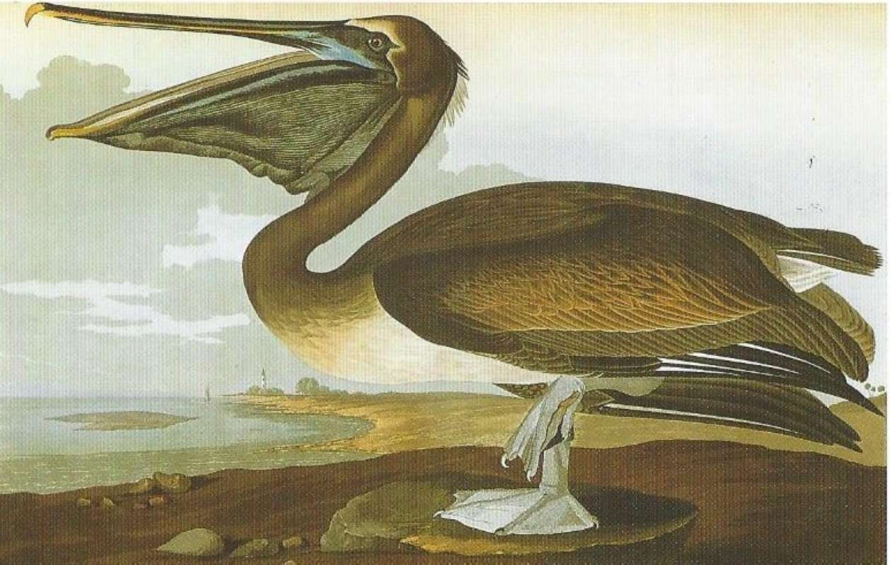 Alternate Artist<br>(Origin of the Specimen: Audfubon Painting)