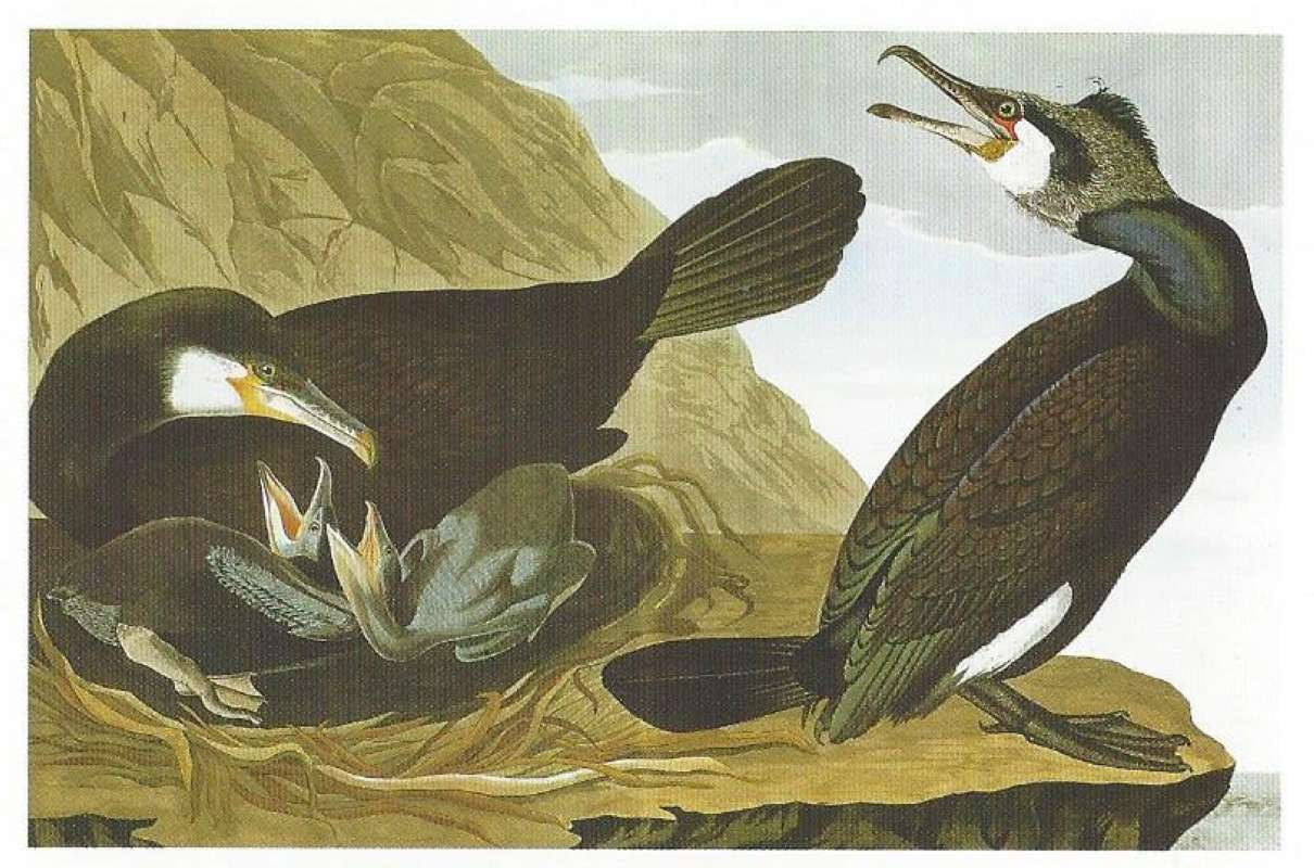 Alternate Artist<br>(Origin of the Specimen: Audubon Painting)