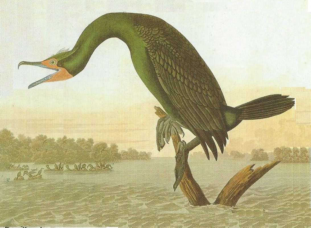 Alternate Artist<br>(Origin of the Specimen: Audubon Painting)