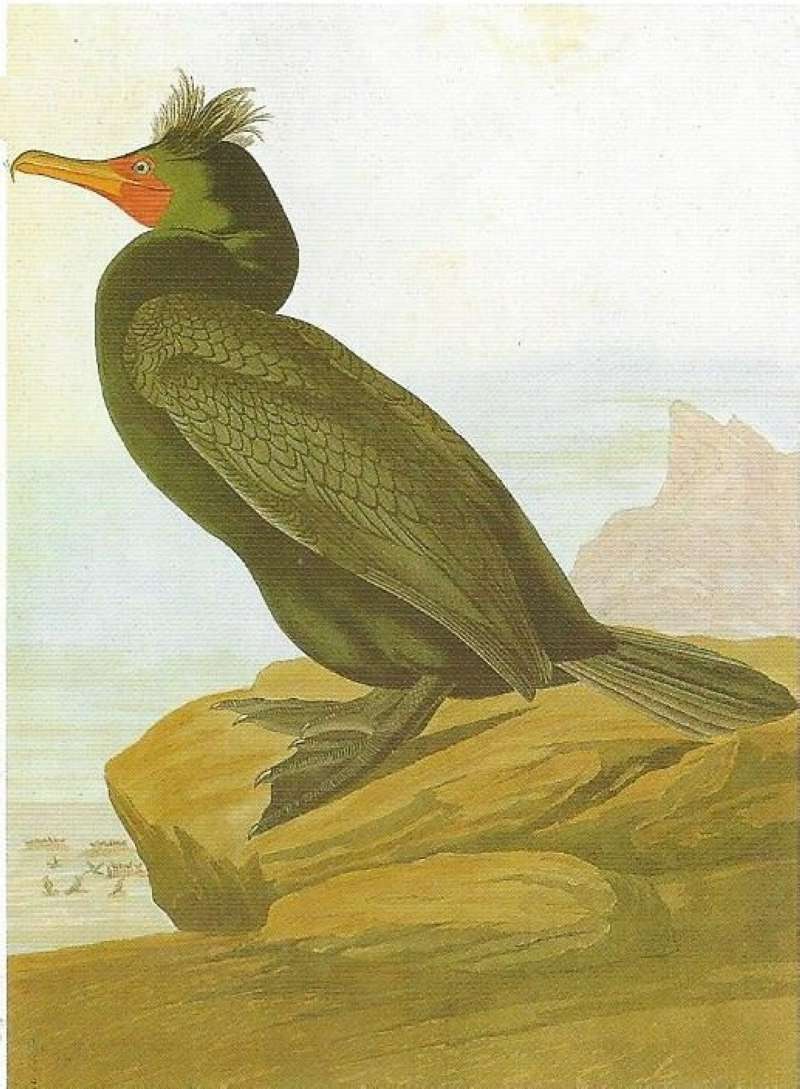 Alternate Artist<br>(Origin of the Specimen: Audubon Painting)