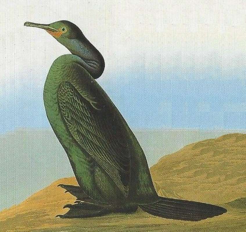 Alternate Artist<br>(Origin of the Specimen: Audubon Panting)