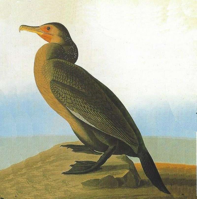 Alternate Artist<br>(Origin of the Specimen: Audubon Painting)