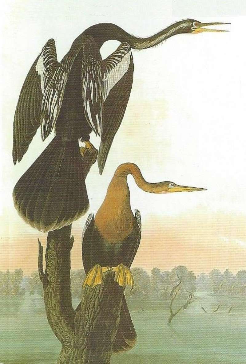 Alternate Artist<br>(Origin of the Specimen: Audubon Painting)