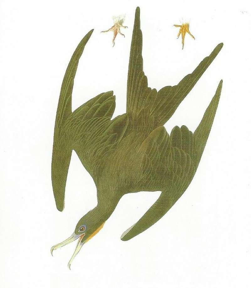 In Flight - Alternate Coloring - Showing Feet<br>(Origin of the Specimen: Audobon Painting)
