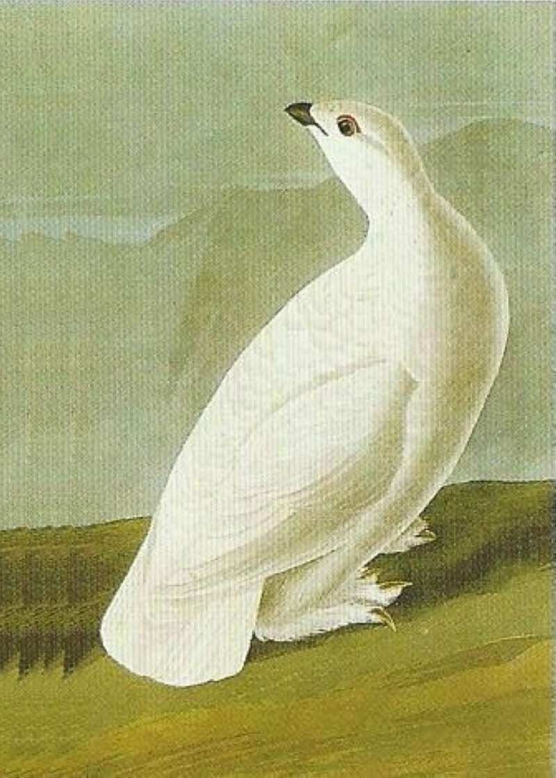 Winter Plumage - Alternate Painting<br>(Origin of the Specimen: Audubon Painting)