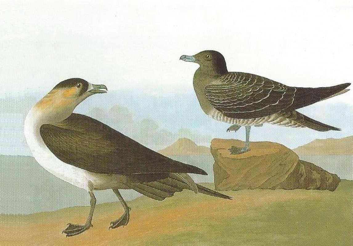 Alternate Artist<br>(Origin of the Specimen: Audubon Painting)