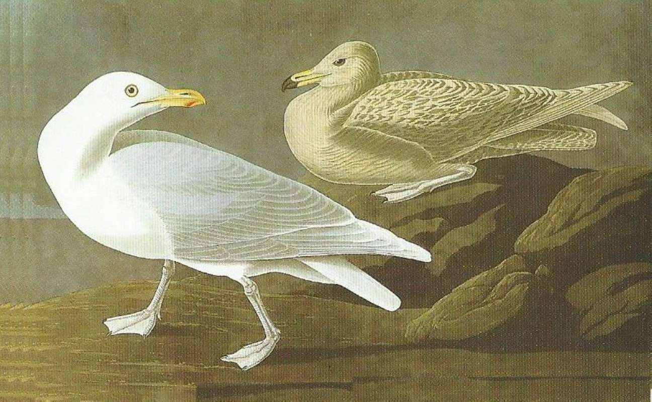 Alternate Artist<br>(Origin of the Specimen: Audubon Painting)